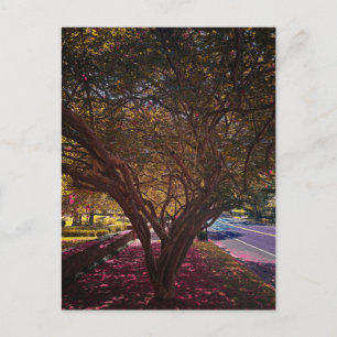 Crepe Myrtle Petals Along the Street Postcard