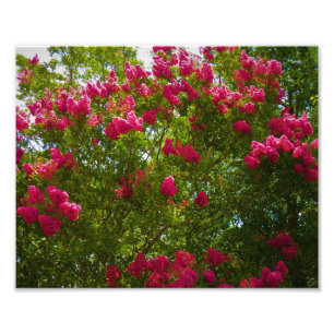 Crepe Myrtle  Photo Print
