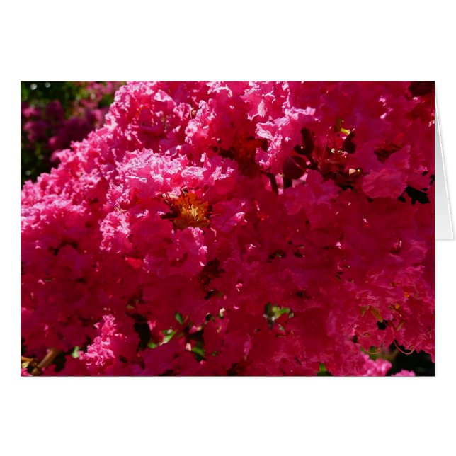 Crepe Myrtle Tree Magenta Floral (Front Horizontal)