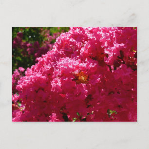 Crepe Myrtle Tree Magenta Floral Postcard
