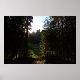 Crescent Meadow Morning at Sequoia National Park Poster