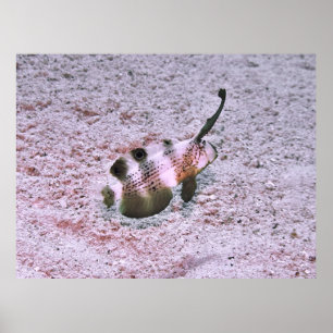 Crested Blenny Poster