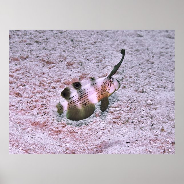 Crested Blenny Poster (Front)