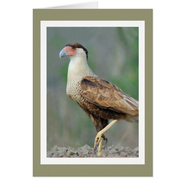 Crested Caracara (Front)