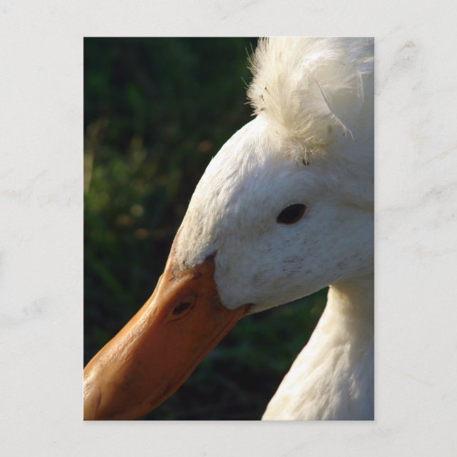 Crested Duck Postcard (Front)