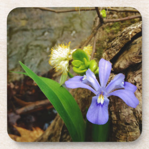 Crested Dwarf Iris blue purple white flower Coaster
