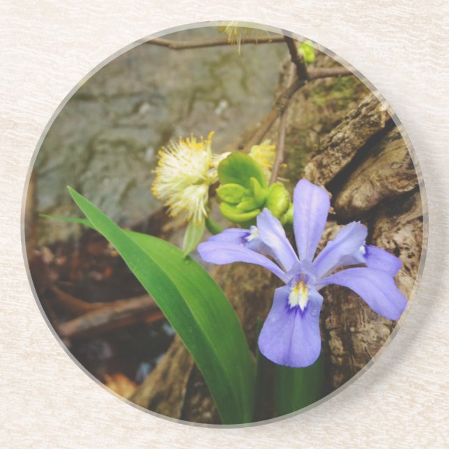 Crested Dwarf Iris blue purple white flower Coaster (Front)