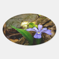 Crested Dwarf Iris blue purple white flower