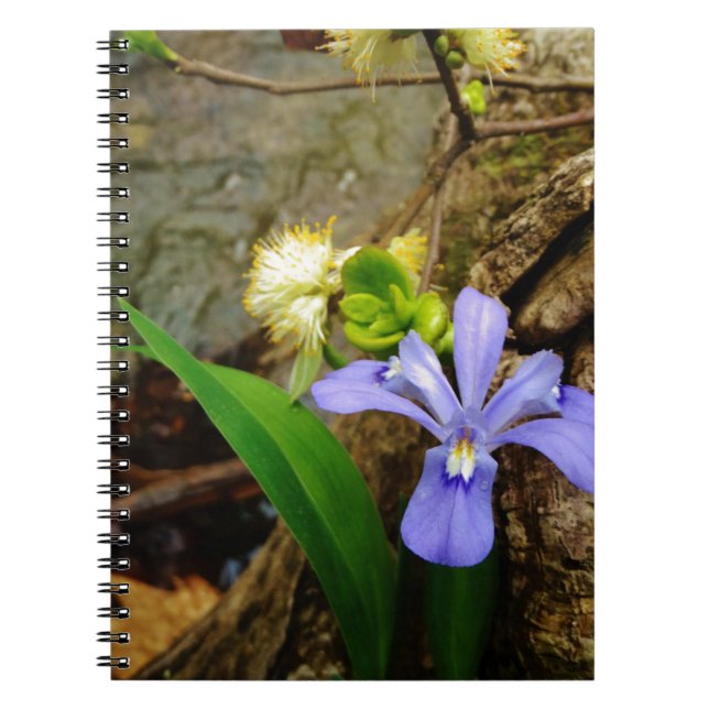 Crested Dwarf Iris blue purple white flower Spiral Notebook (Front)
