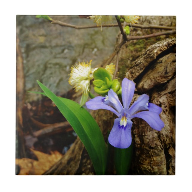 Crested Dwarf Iris blue purple white flower Tile (Front)