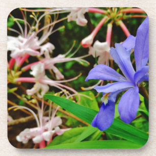 Crested Dwarf Iris Coaster