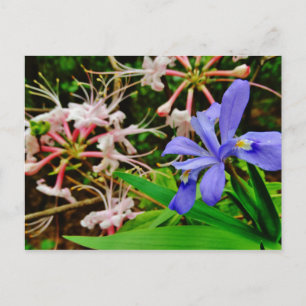 Crested Dwarf Iris Postcard
