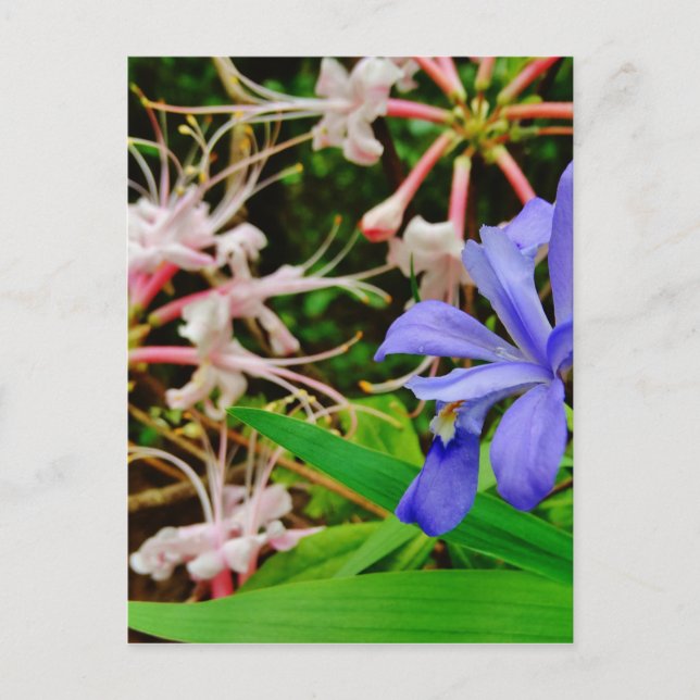 Crested Dwarf Iris Postcard (Front)
