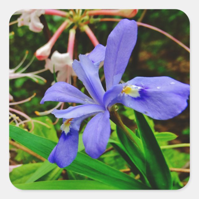 Crested Dwarf Iris Square Sticker (Front)