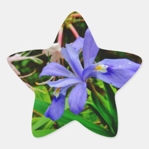 Crested Dwarf Iris Star Sticker