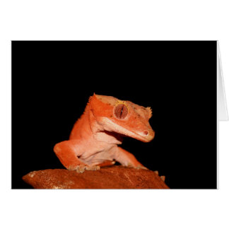 crested gecko