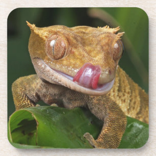 Crested Gecko Coaster