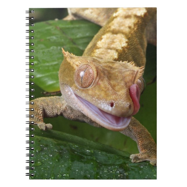 Crested Gecko Notebook (Front)