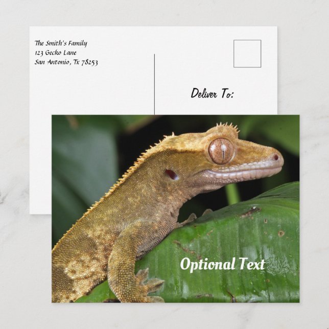 Crested Gecko on a Leaf Postcard (Front/Back)