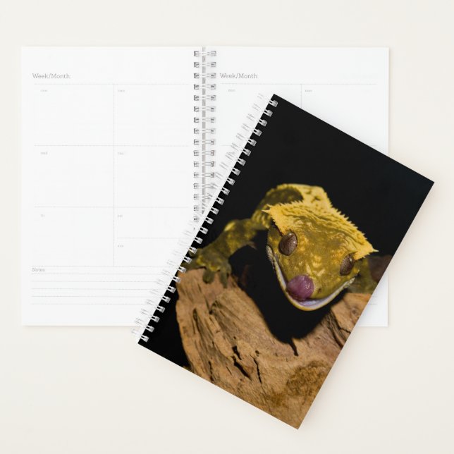Crested Gecko Planner (Display)