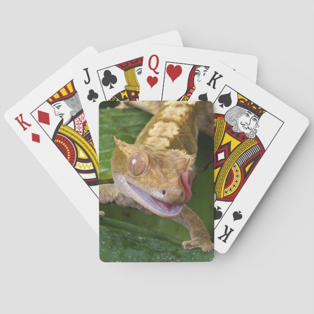 Crested Gecko Playing Cards (Back)