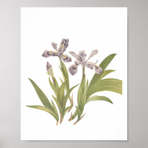 Crested Iris Lavender Blue Wildflower Poster