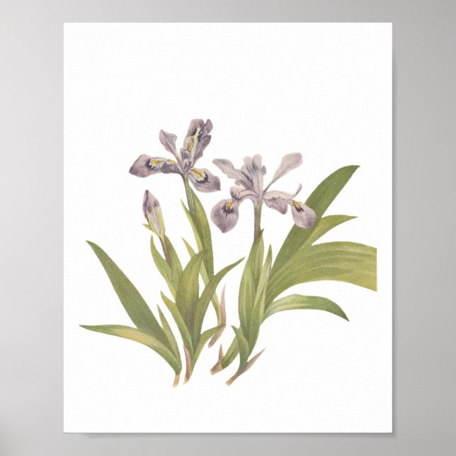 Crested Iris Lavender Blue Wildflower Poster (Front)