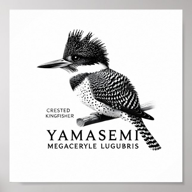 Crested Kingfisher Black & White Art Print (Front)