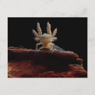 Crested newt larve postcard