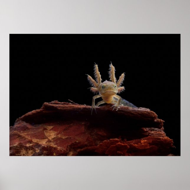 Crested newt larve poster (Front)