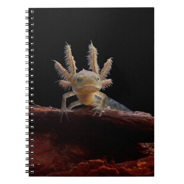 Crested newt larve spiral notebook (Front)