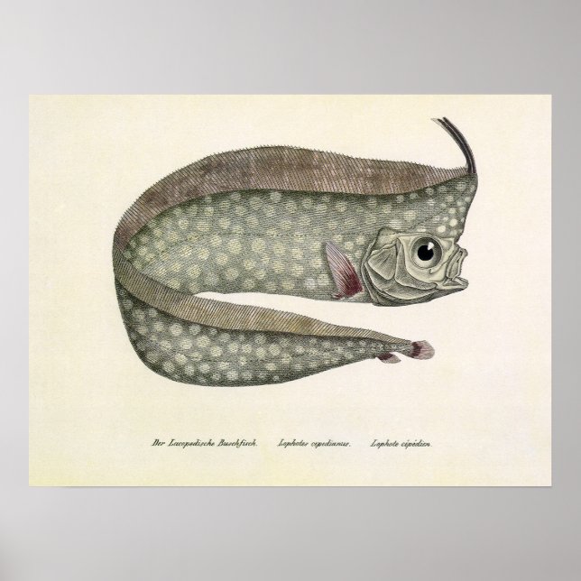 Crested Oarfish Fish, Vintage Marine Aquatic Life Poster (Front)