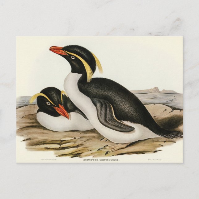 Crested Penguin by Elizabeth Gould Postcard (Front)