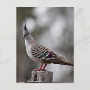 CRESTED PIGEON IN RURAL QUEENSLAND AUSTRALIA POSTCARD