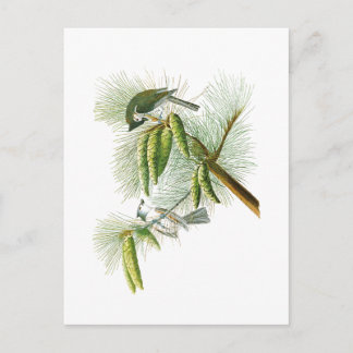 Crested Titmouse John James Audubon Birds America Postcard