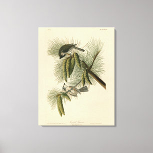 Crested (Tufted) Titmouse Audubon Birds of America Canvas Print