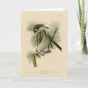 Crested (Tufted) Titmouse Audubon Birds of America Card