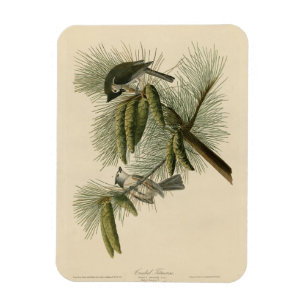Crested (Tufted) Titmouse Audubon Birds of America Magnet