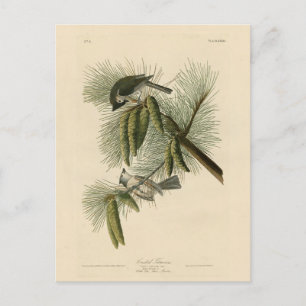 Crested (Tufted) Titmouse Audubon Birds of America Postcard