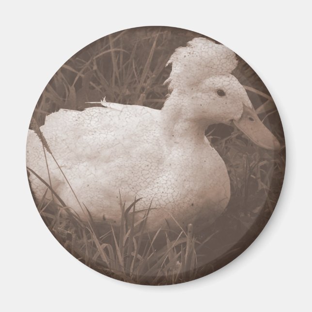 Crestie the Crested Duck Magnet (Front)