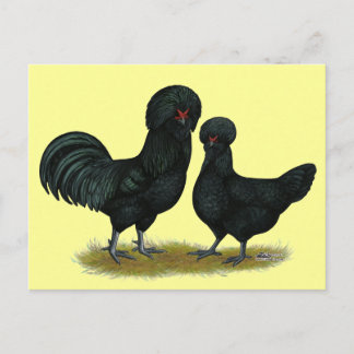 Crevecoeur Chickens Postcard