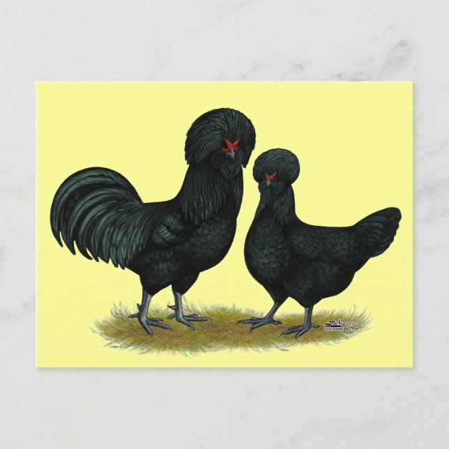 Crevecoeur Chickens Postcard (Front)