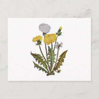 Crewel Embroidered Golden Dandy Lions Postcard