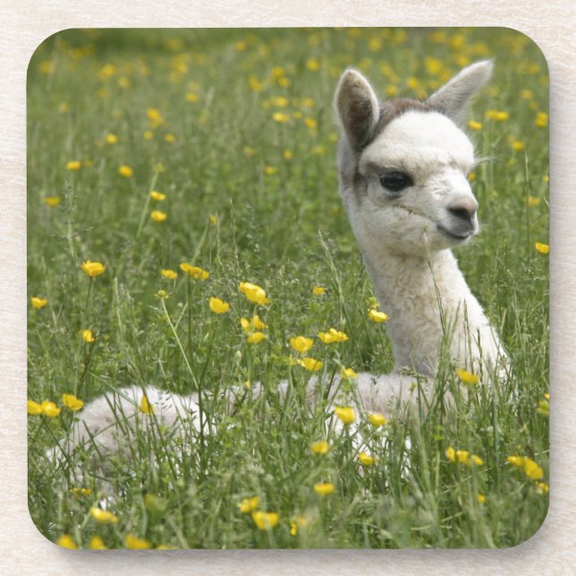 Cria In Buttercups Coaster (Front)
