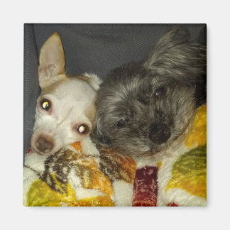 Cricket and Maybelline Magnets