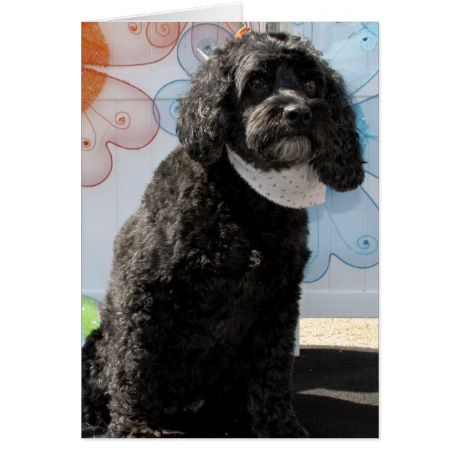 Cricket - Cocker Poodle -4 (Front)