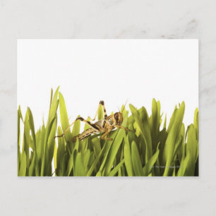 Cricket in wheat grass postcard