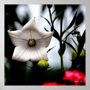 Cricket Surprise Poster