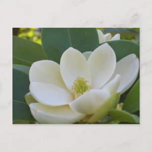 CricketDiane Southern Magnolias Postcard