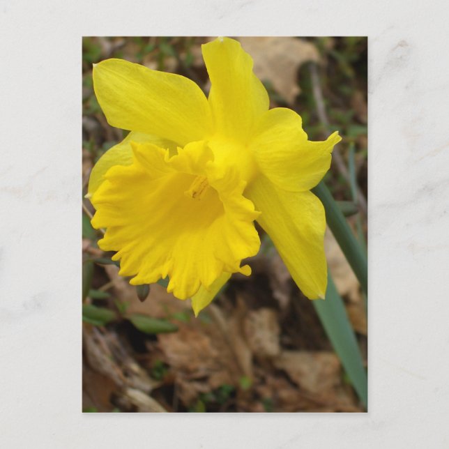 CricketDiane Yellow Spring Jonquils Flower Designs Postcard (Front)